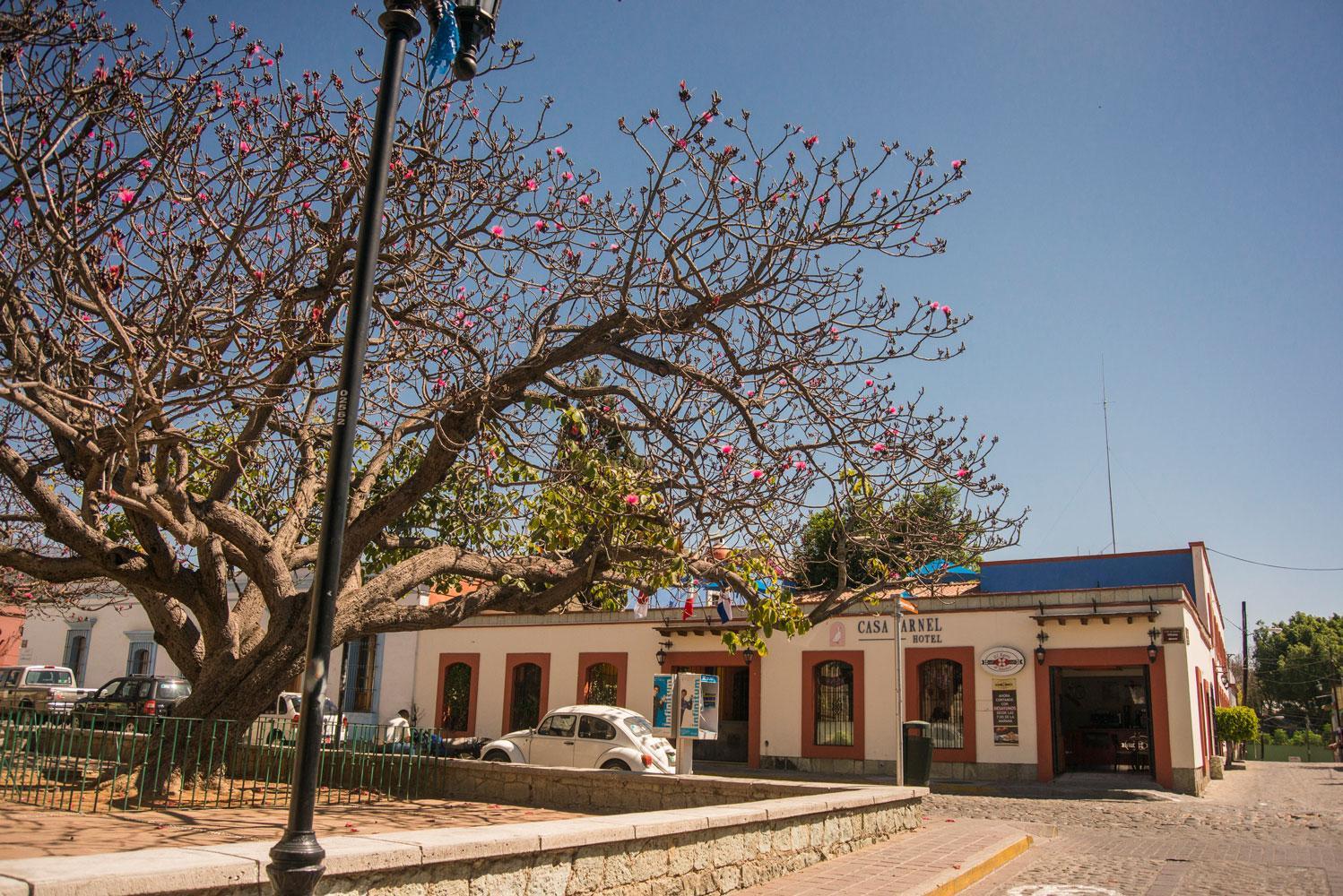 Hotel Casa Arnel Oaxaca Dış mekan fotoğraf